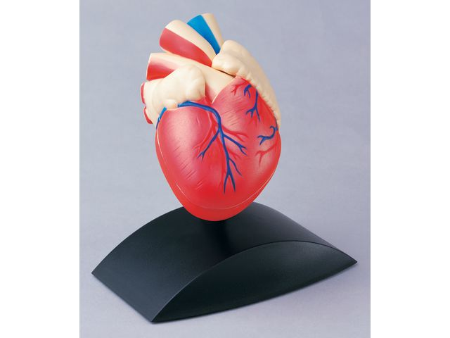 Anatomisk model Hjärta 1:1 Primmeshiper